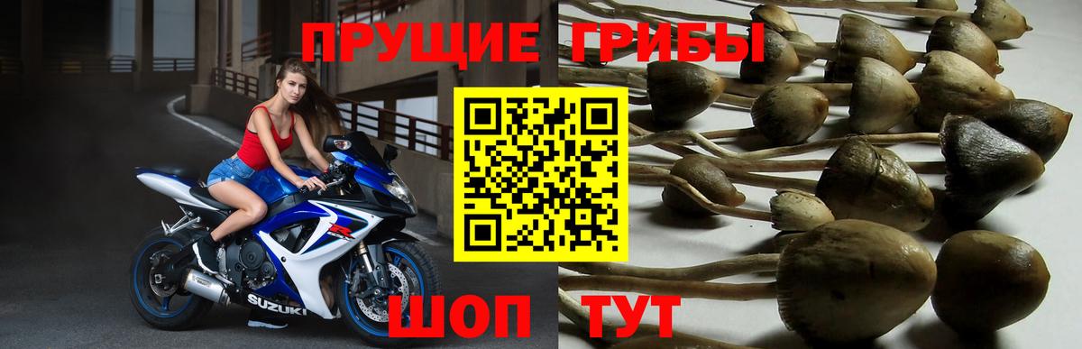 Галлюциногенные грибы Magic Shrooms  Галлюциногенные грибы Cubensis  Вход с VPN  Унеча 